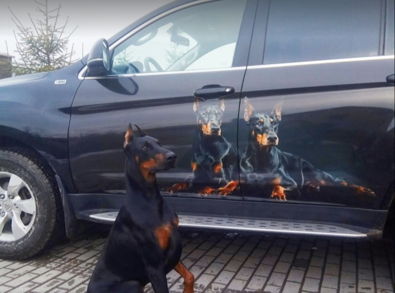 Нанесение на авто фотографии вашей собаки