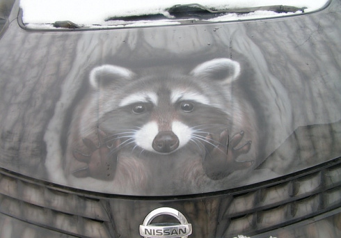 Нанести животное енот на капот изображение