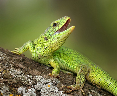 Ящерица на автомобиль картинка