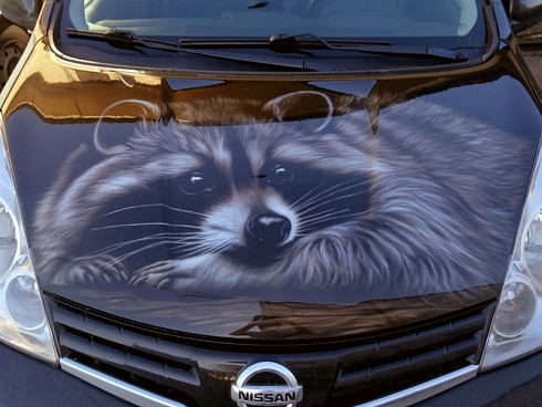 Енот на капот портрет