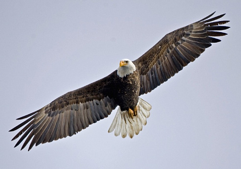 Рисунок орла на виниловой пленке для оклейки машины в Москве